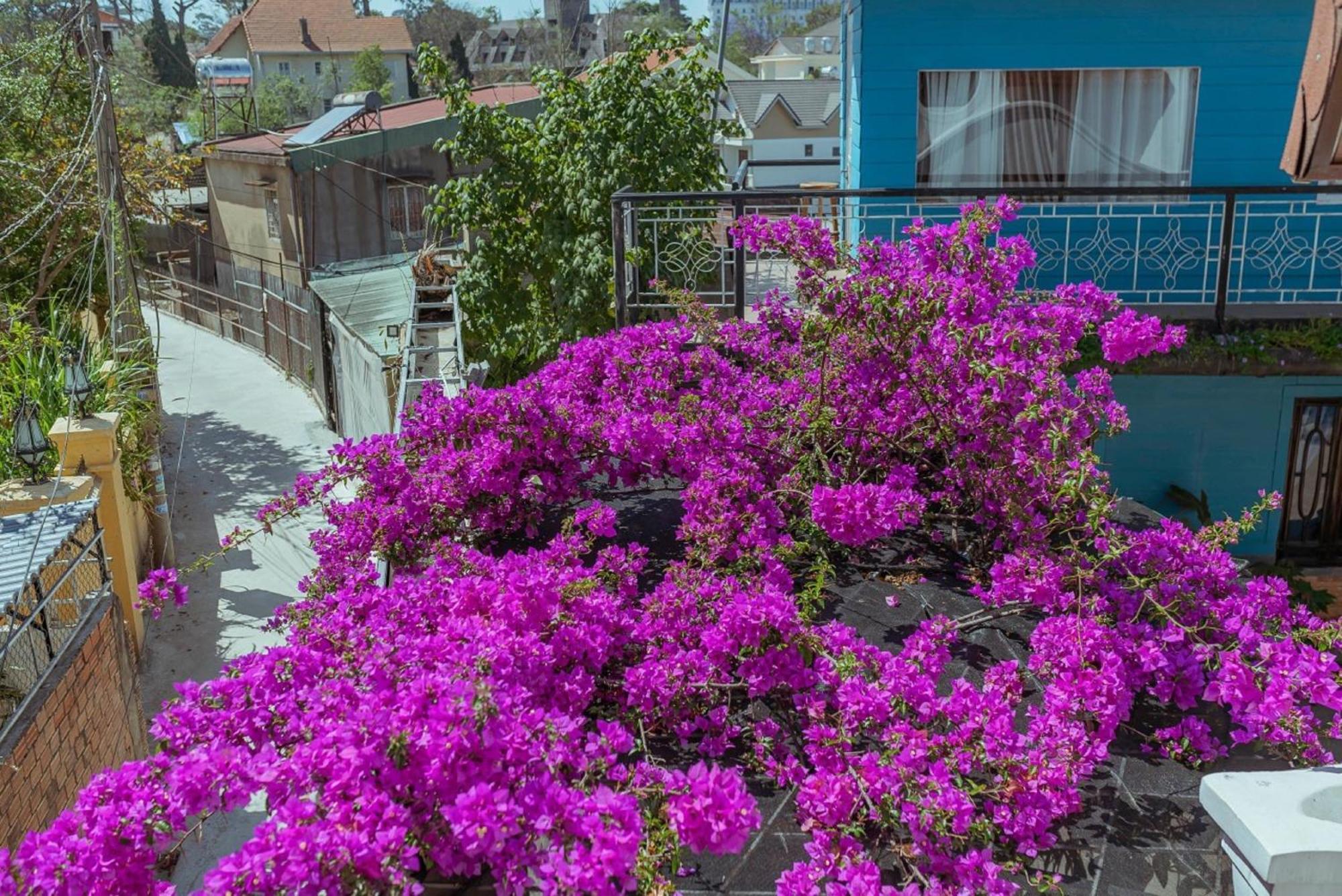 Mhome دالات المظهر الخارجي الصورة